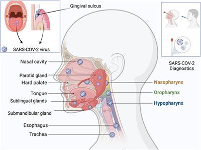 Infection of the oral cavity with SARS-CoV-2 variants: Scope of salivary diagnostics